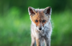 Neugieriger FuchswelpeWenn die Neugier größer ist als die Angst. Ein einmaliges Erlebnis, bis jetzt 